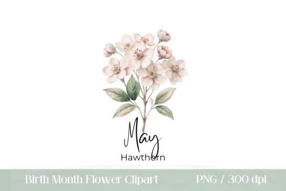 Download May Birth Month Flower PNG Hawthorn - Birth month flower Collection