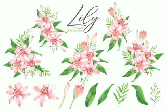 Download 14 Watercolor Lily Flower Illustrations - Flower illustrations Collection